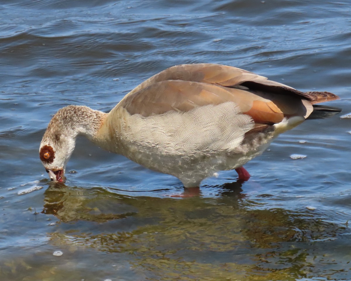 Egyptian Goose - Laurie Witkin