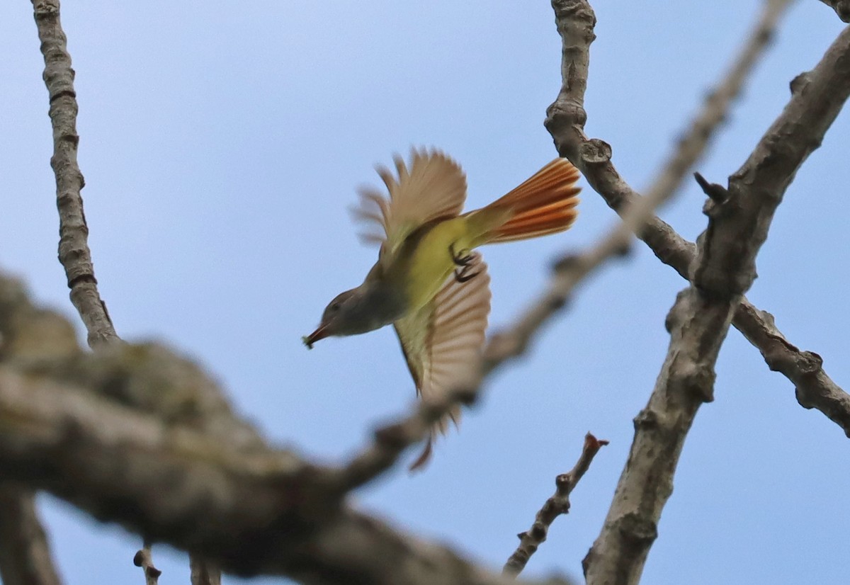Great Crested Flycatcher - ML618925585
