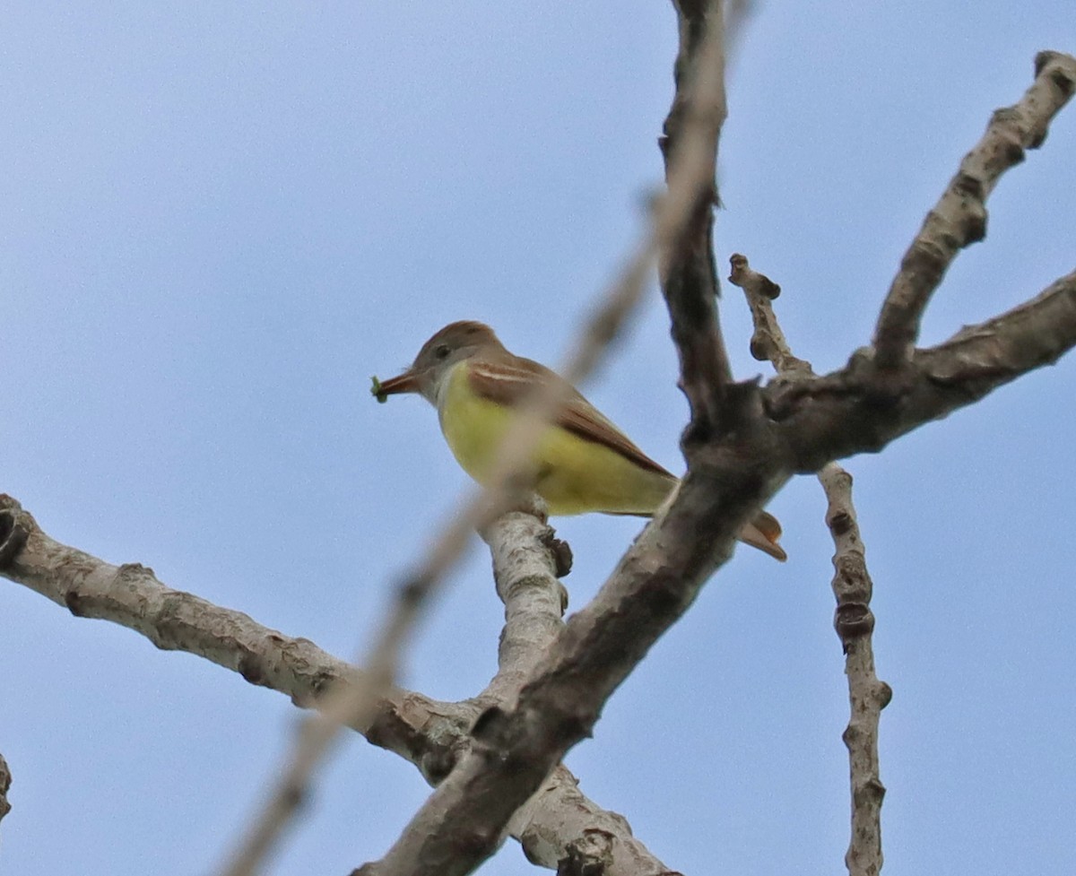 Great Crested Flycatcher - ML618925586