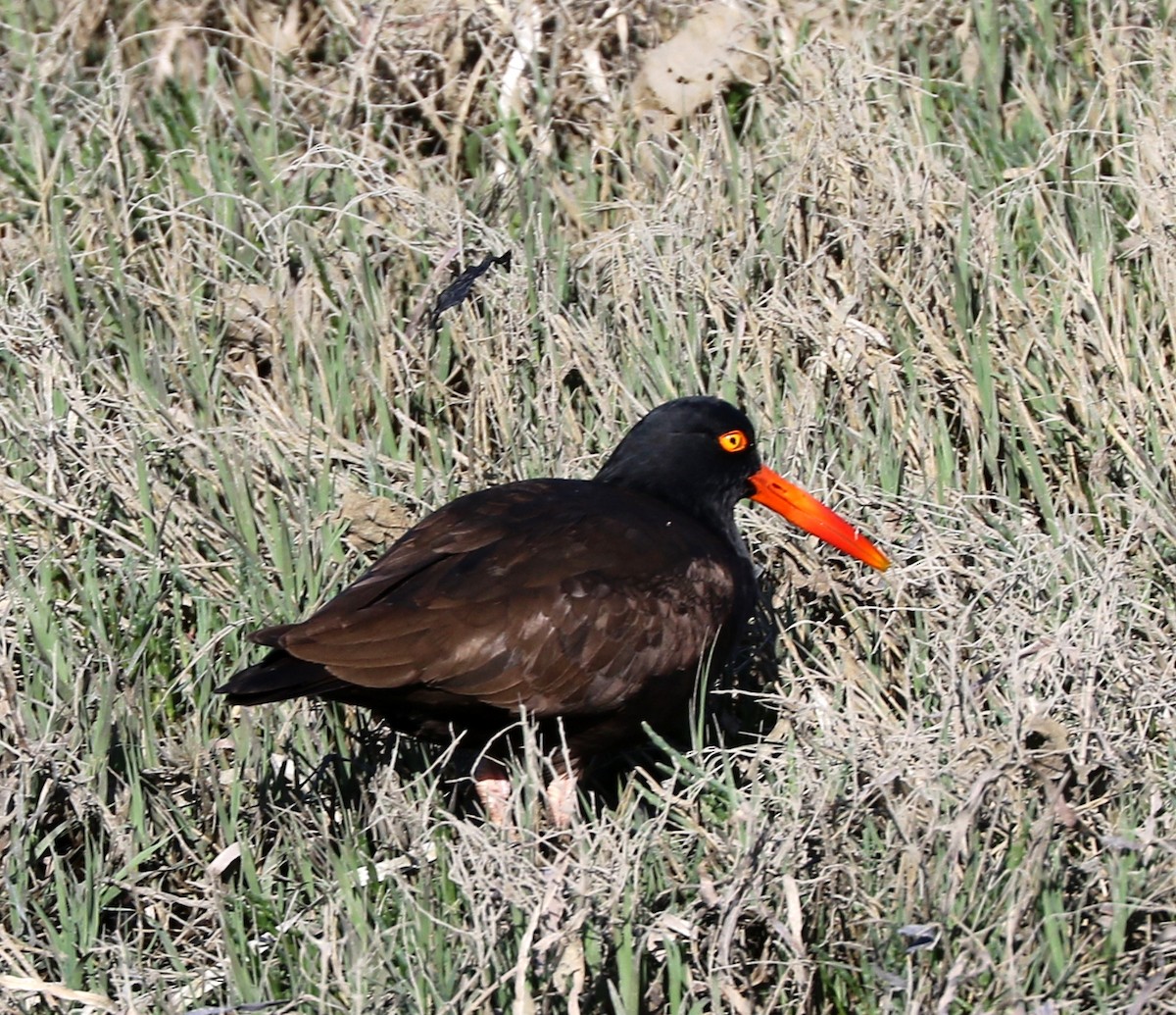 Black Oystercatcher - Mike Fung