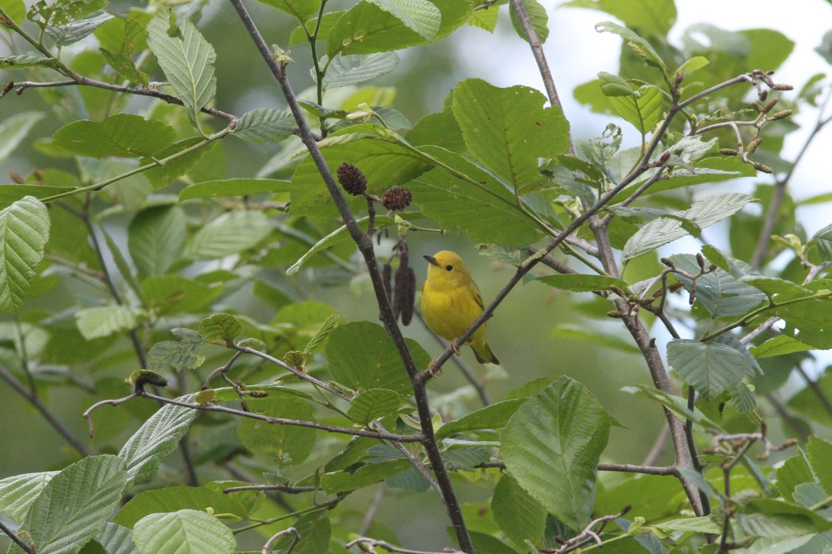 Yellow Warbler - ML618925594