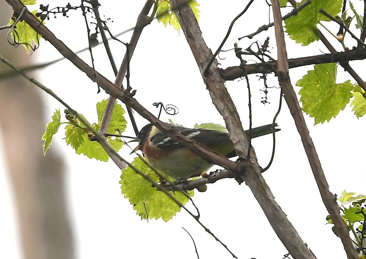 Bay-breasted Warbler - ML618925636