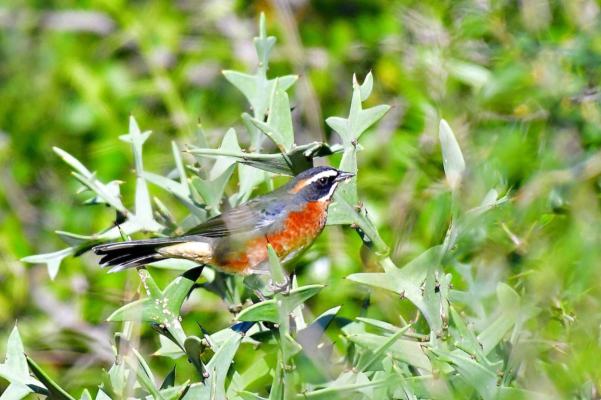Black-and-rufous Warbling Finch - ML618925660
