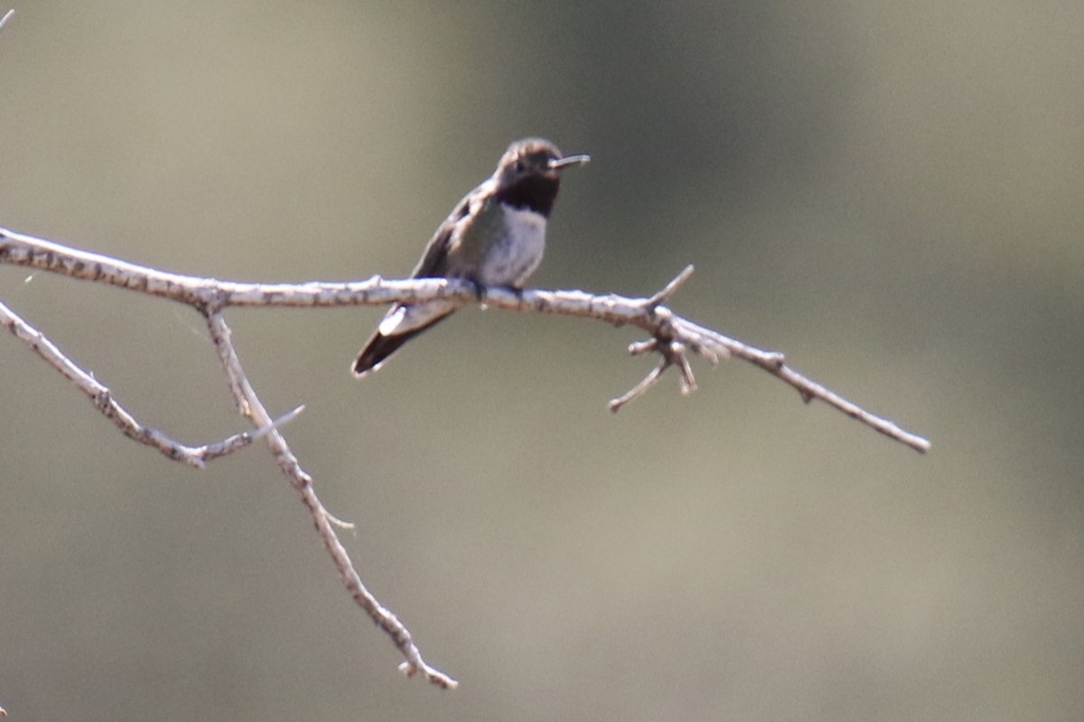 Broad-tailed Hummingbird - Louis Hoeniger