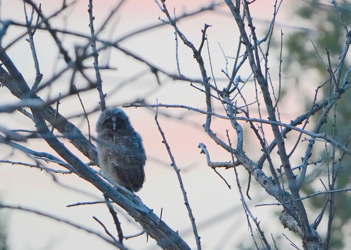 Long-eared Owl - ML618925702