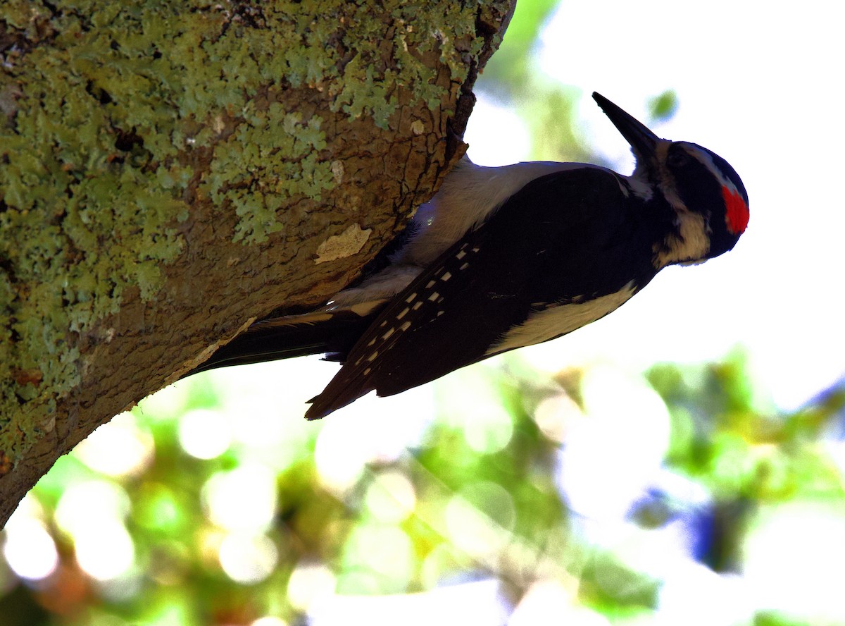 Acorn Woodpecker - Greg Plowman
