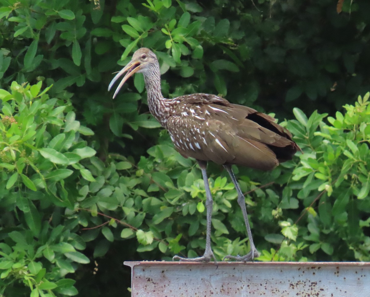 Limpkin - Laurie Witkin