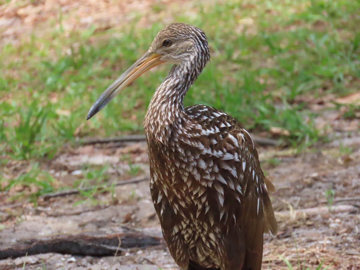 Limpkin - Laurie Witkin