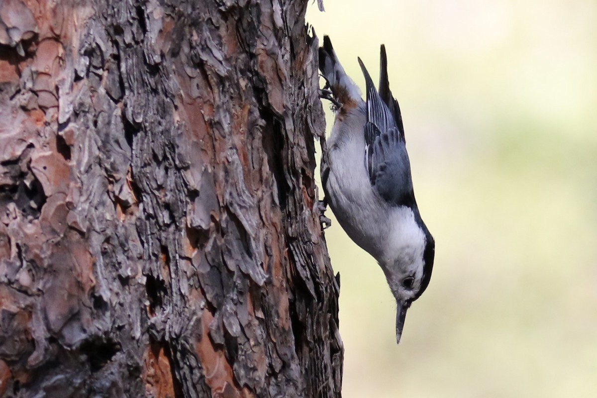 White-breasted Nuthatch - Louis Hoeniger