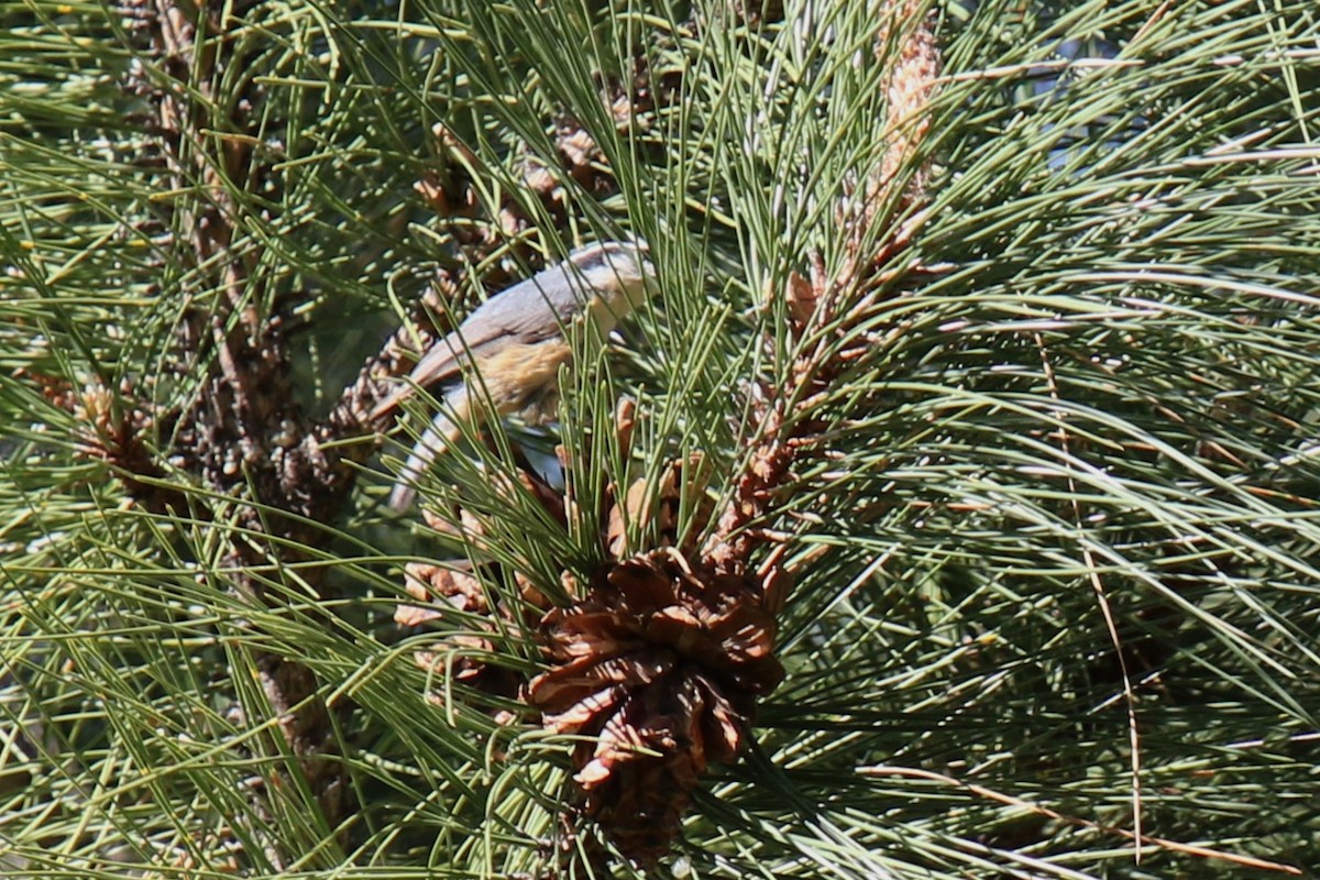 Red-breasted Nuthatch - ML618925746