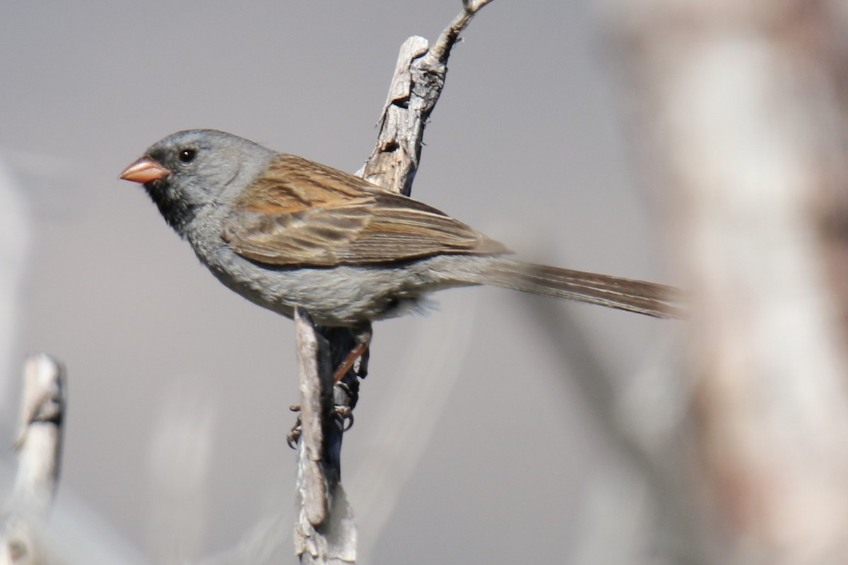 Black-chinned Sparrow - ML618925785