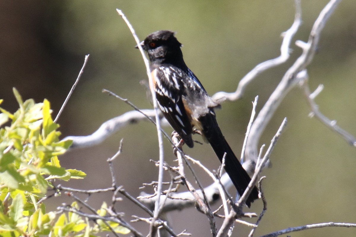 Spotted Towhee - ML618925794