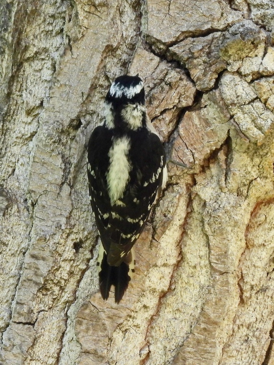 Downy Woodpecker - ML618925816