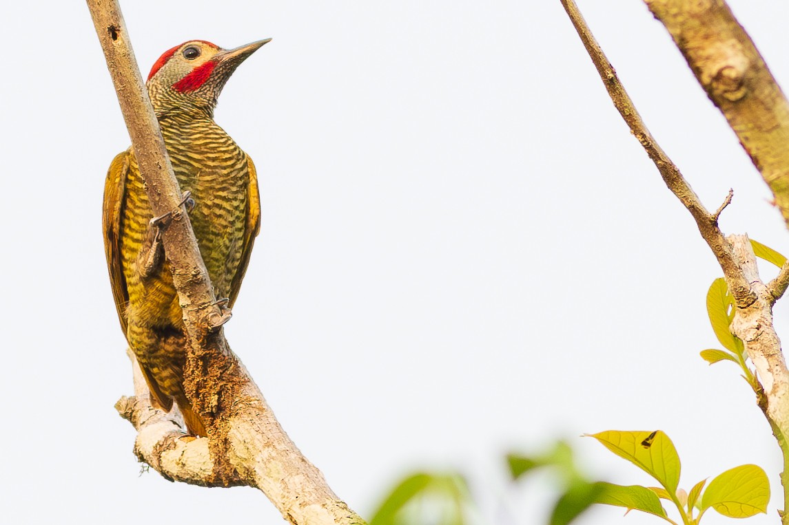 Golden-olive Woodpecker - ML618925846