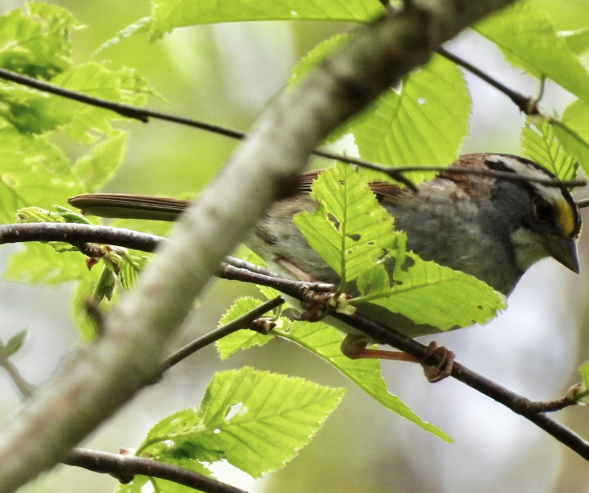 White-throated Sparrow - Donna VanHorn