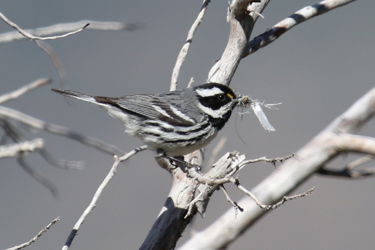 Black-throated Gray Warbler - Louis Hoeniger