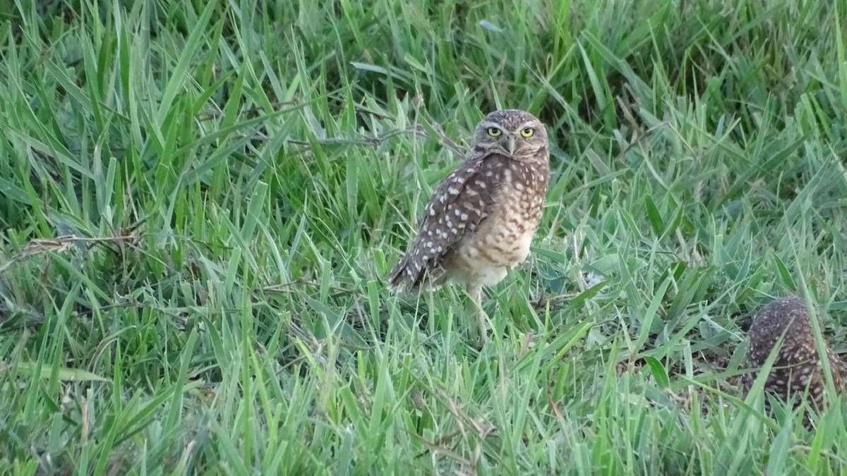 Burrowing Owl - Primitivo Figueroa