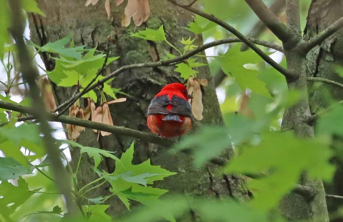 Scarlet Tanager - ML618925872