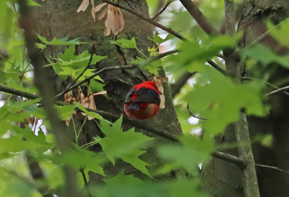 Scarlet Tanager - ML618925873