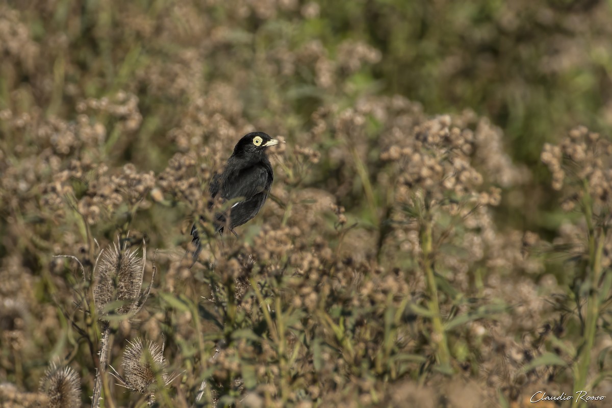 Spectacled Tyrant - ML618925898