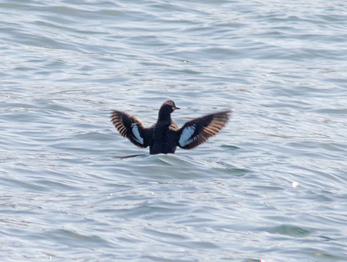 Pigeon Guillemot - Mark and Holly Salvato