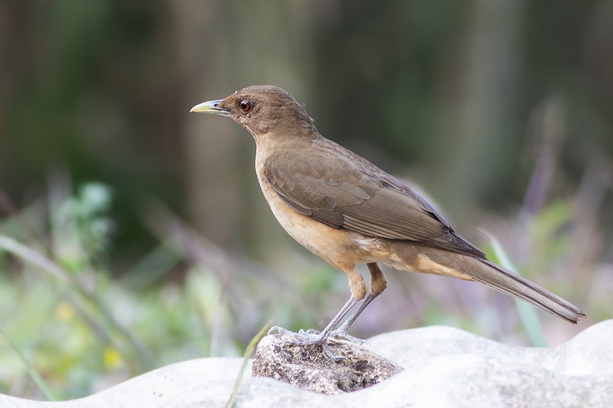 Clay-colored Thrush - Francis Canto Jr