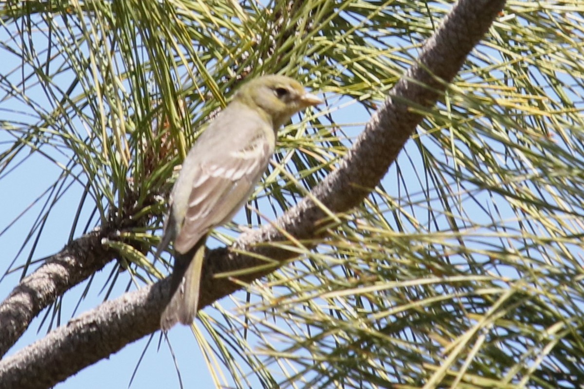 Western Tanager - ML618925920