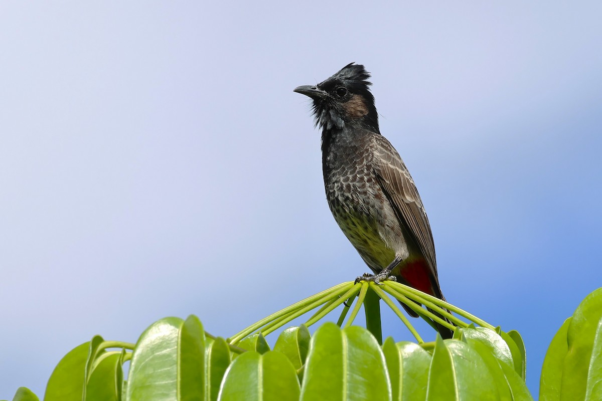 Red-vented Bulbul - ML618925935
