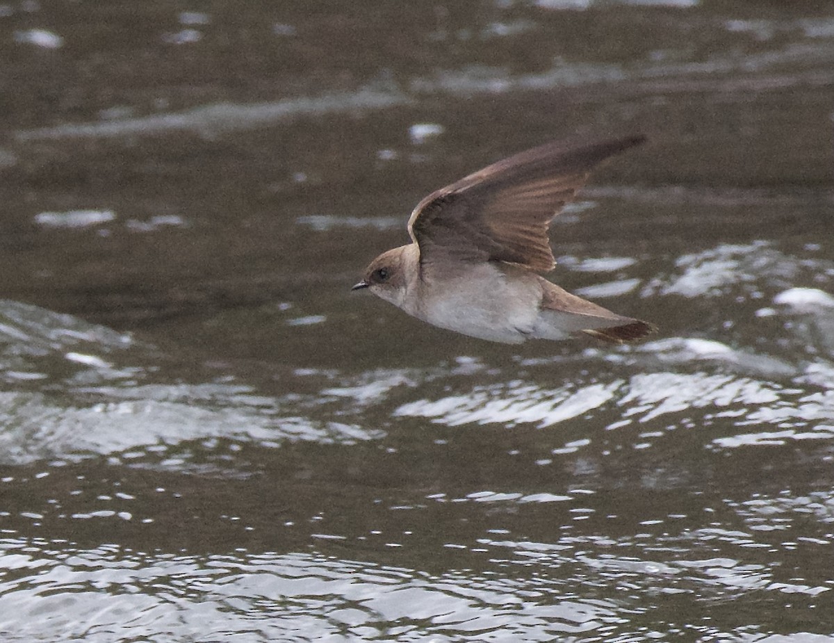 Northern Rough-winged Swallow - ML618925938