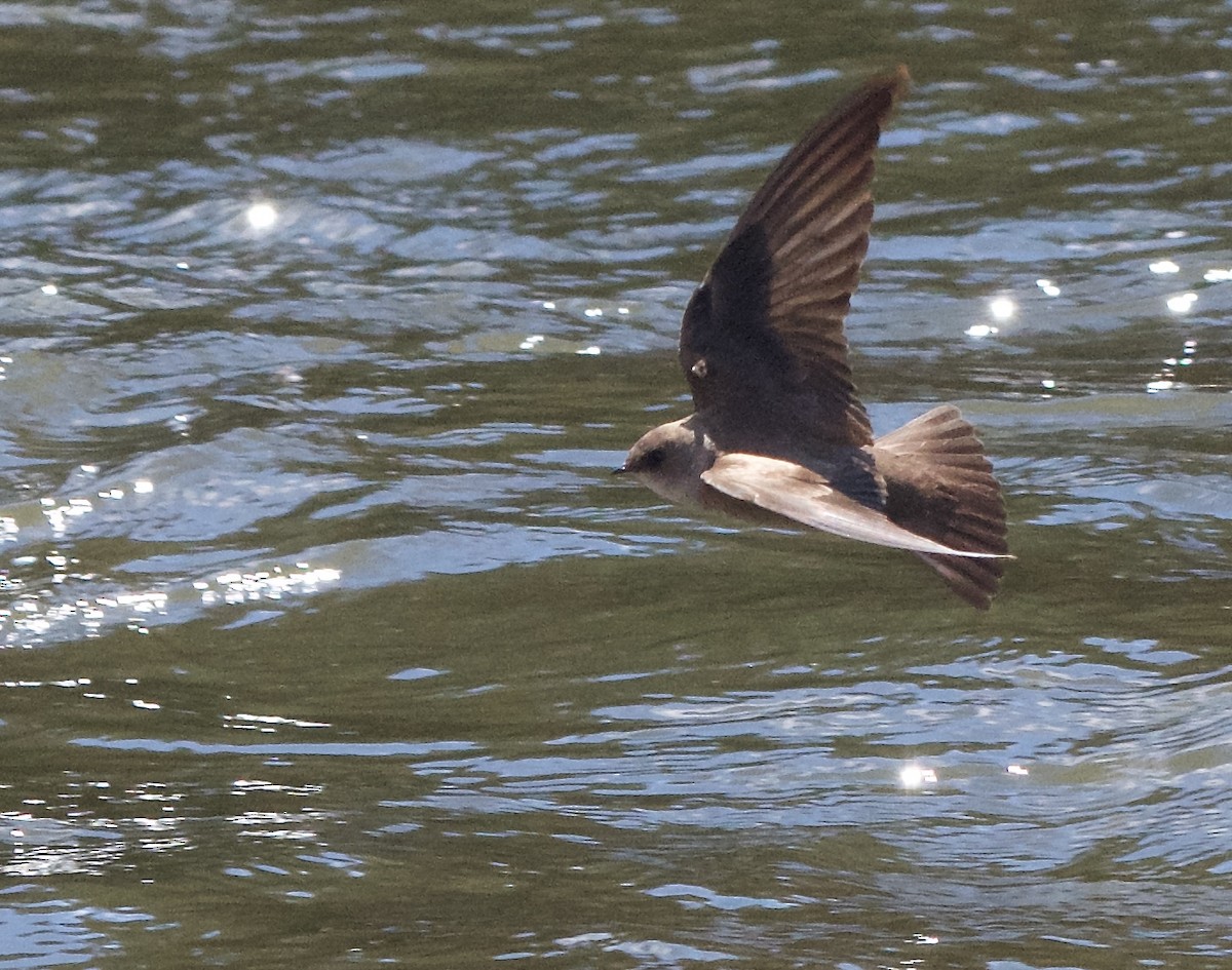 Northern Rough-winged Swallow - ML618925939