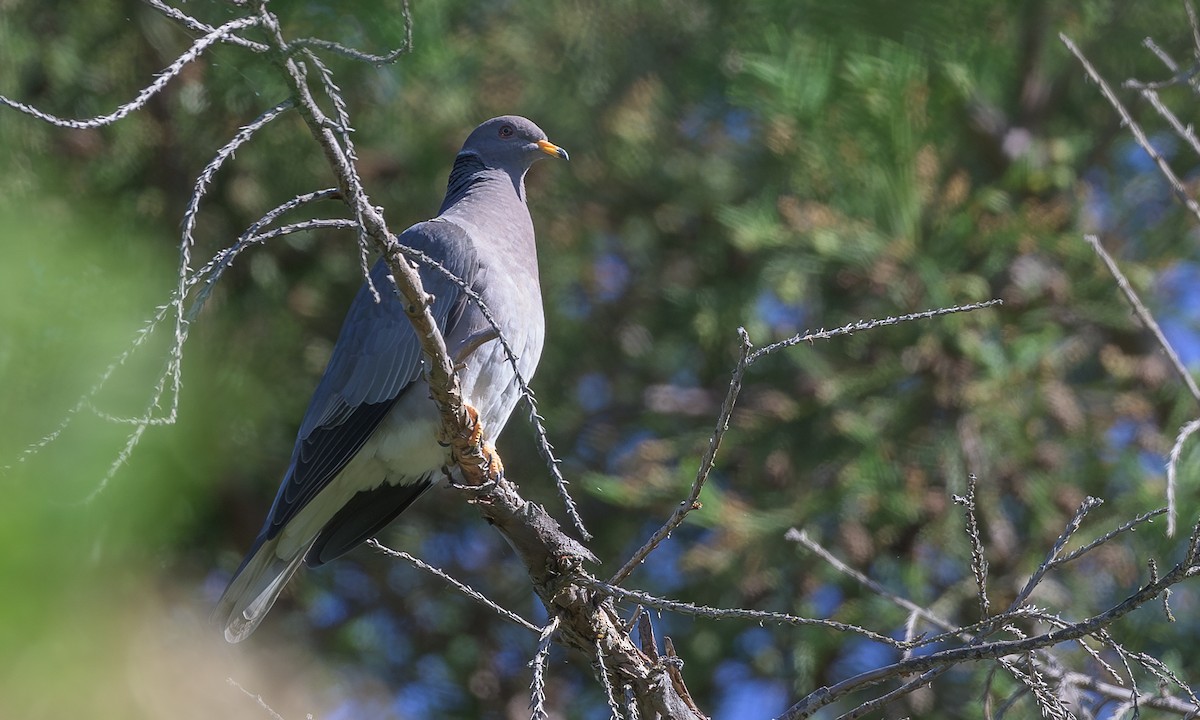 Band-tailed Pigeon - ML618925945