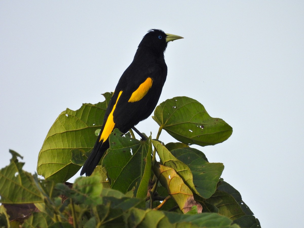 Yellow-rumped Cacique - ML618925962
