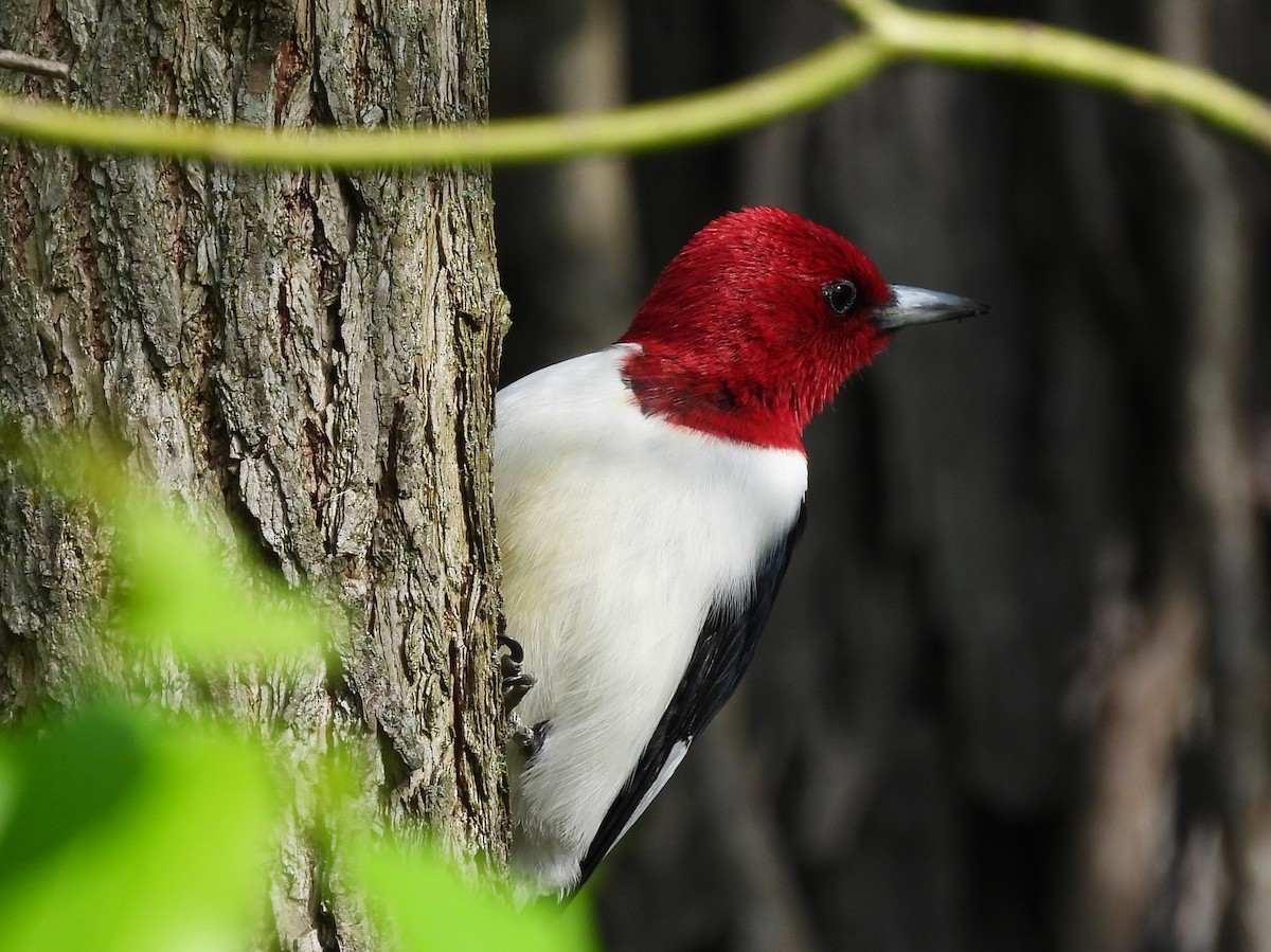 Red-headed Woodpecker - ML618925970