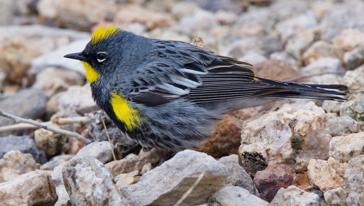 Yellow-rumped Warbler (Audubon's) - ML618925976