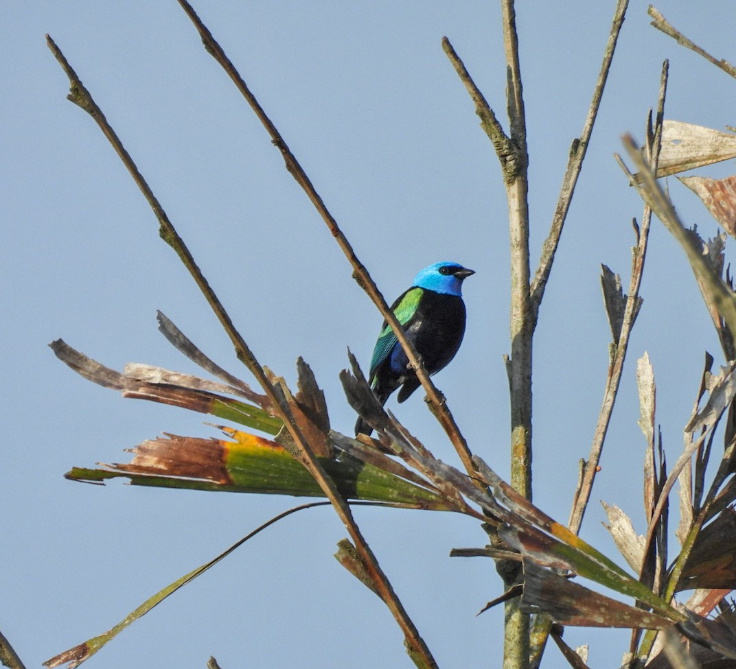 Blue-necked Tanager - ML618925978