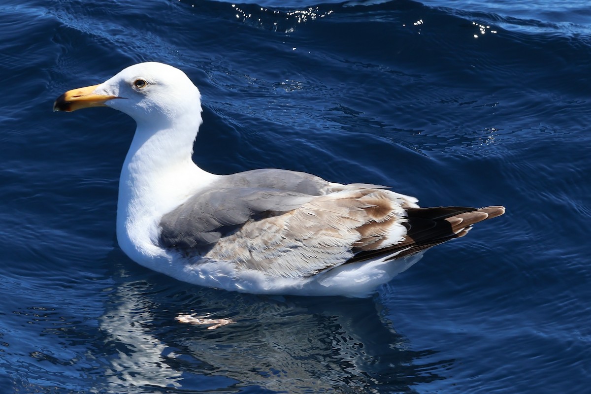 Western Gull - Peter Pyle