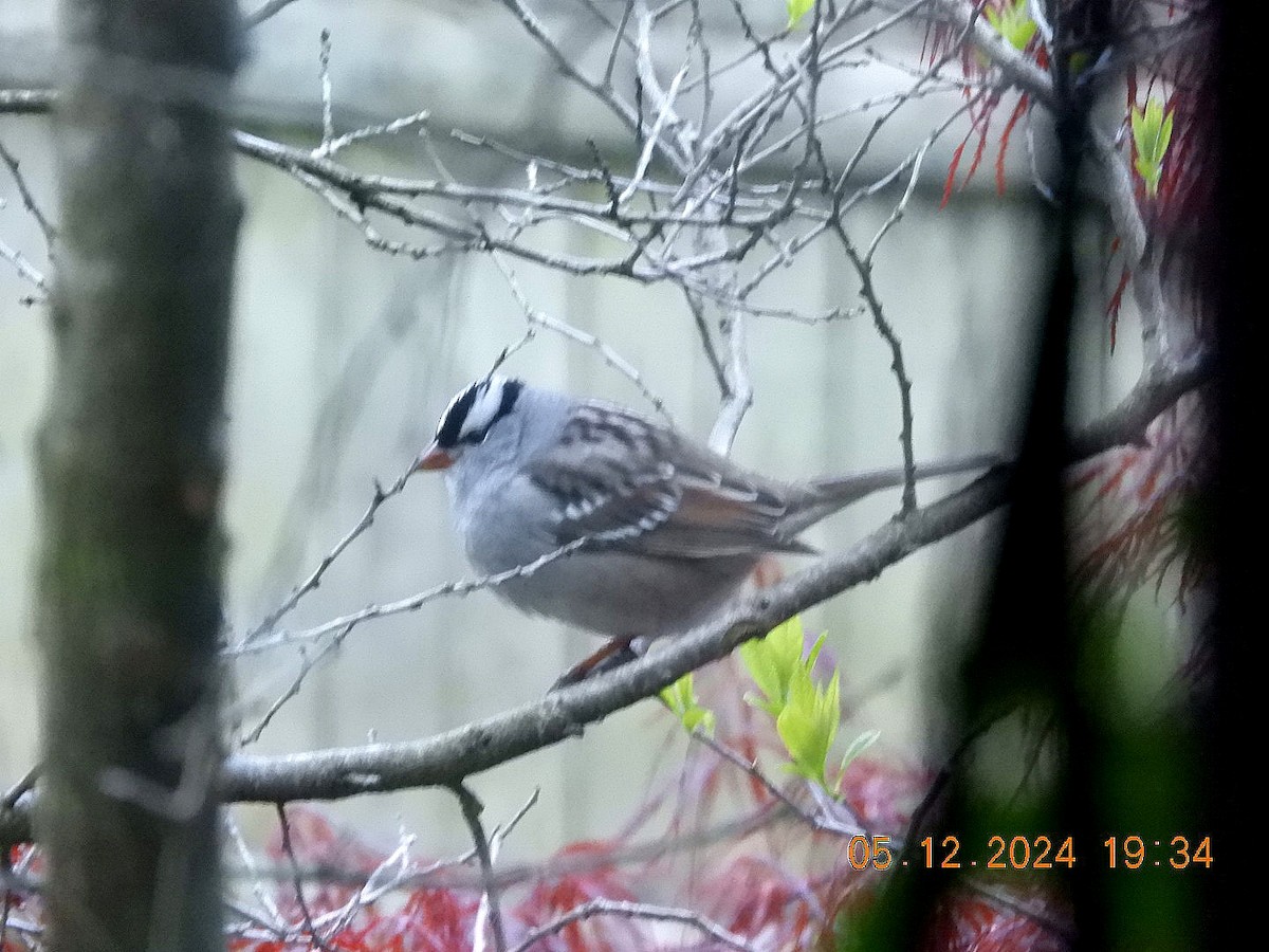 White-crowned Sparrow - ML618926067