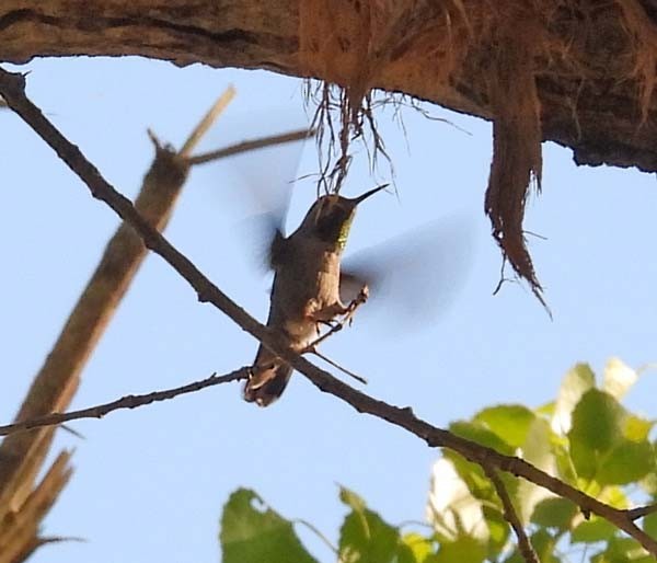 Anna's Hummingbird - Cory Shaw