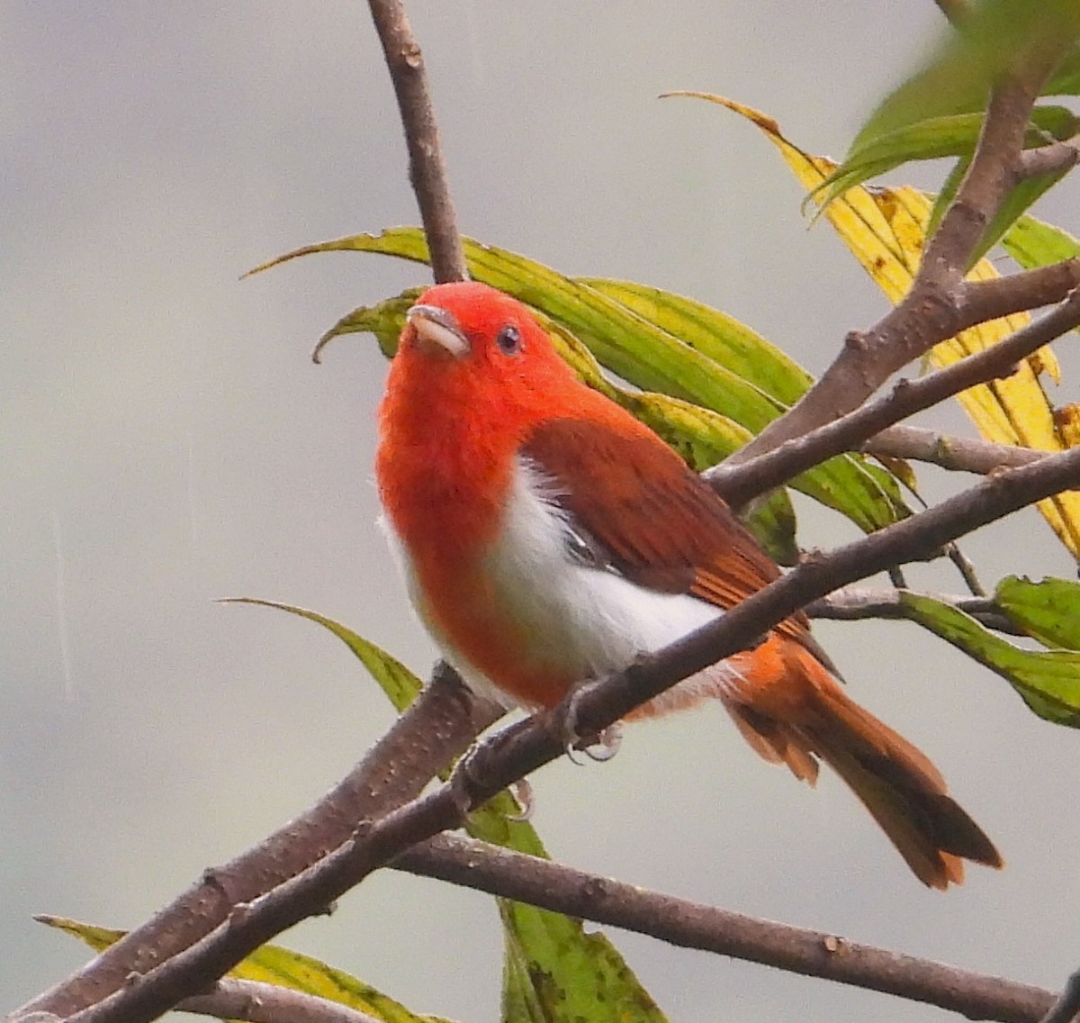 Scarlet-and-white Tanager - ML618926090