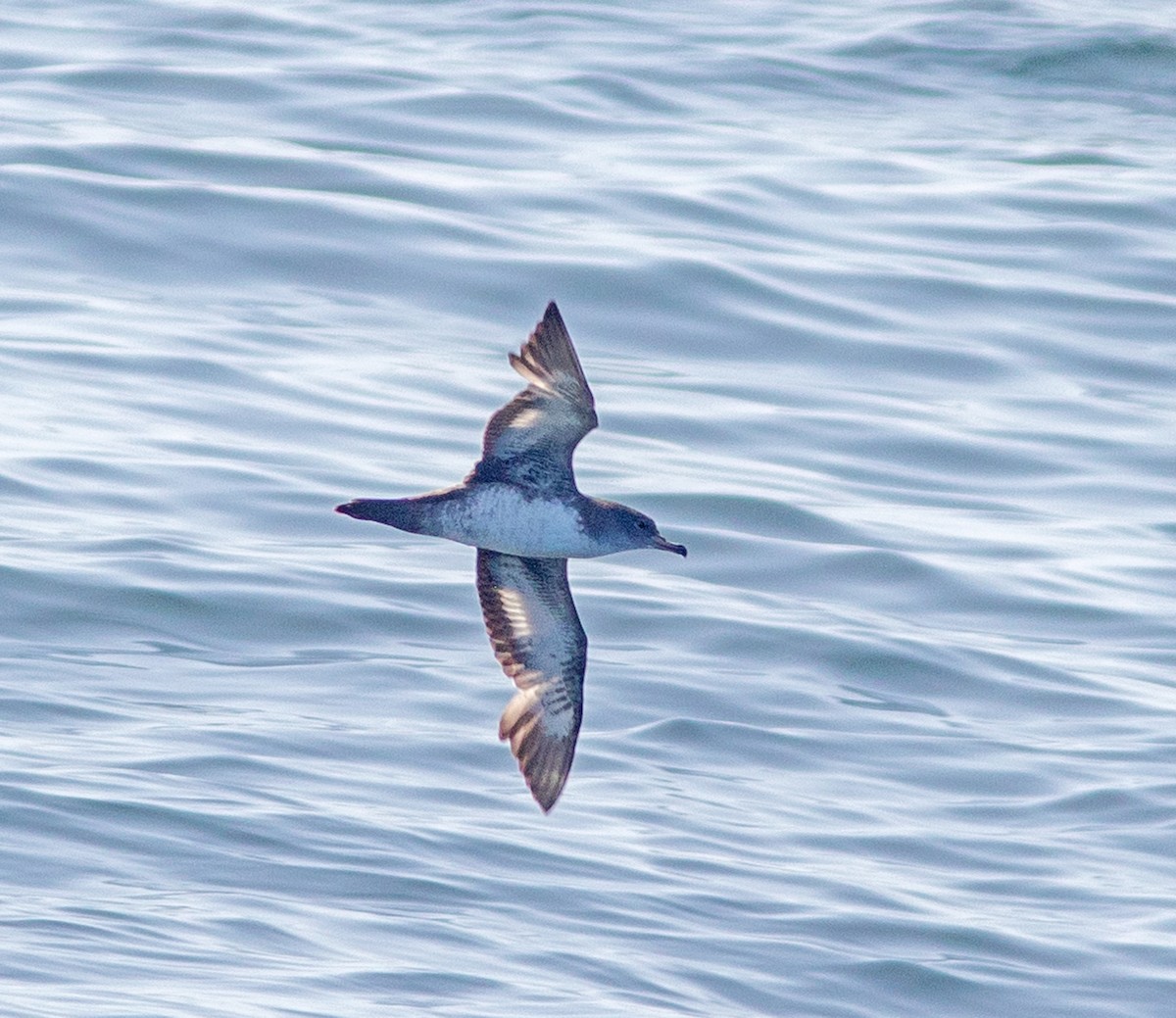 Pink-footed Shearwater - Mark and Holly Salvato