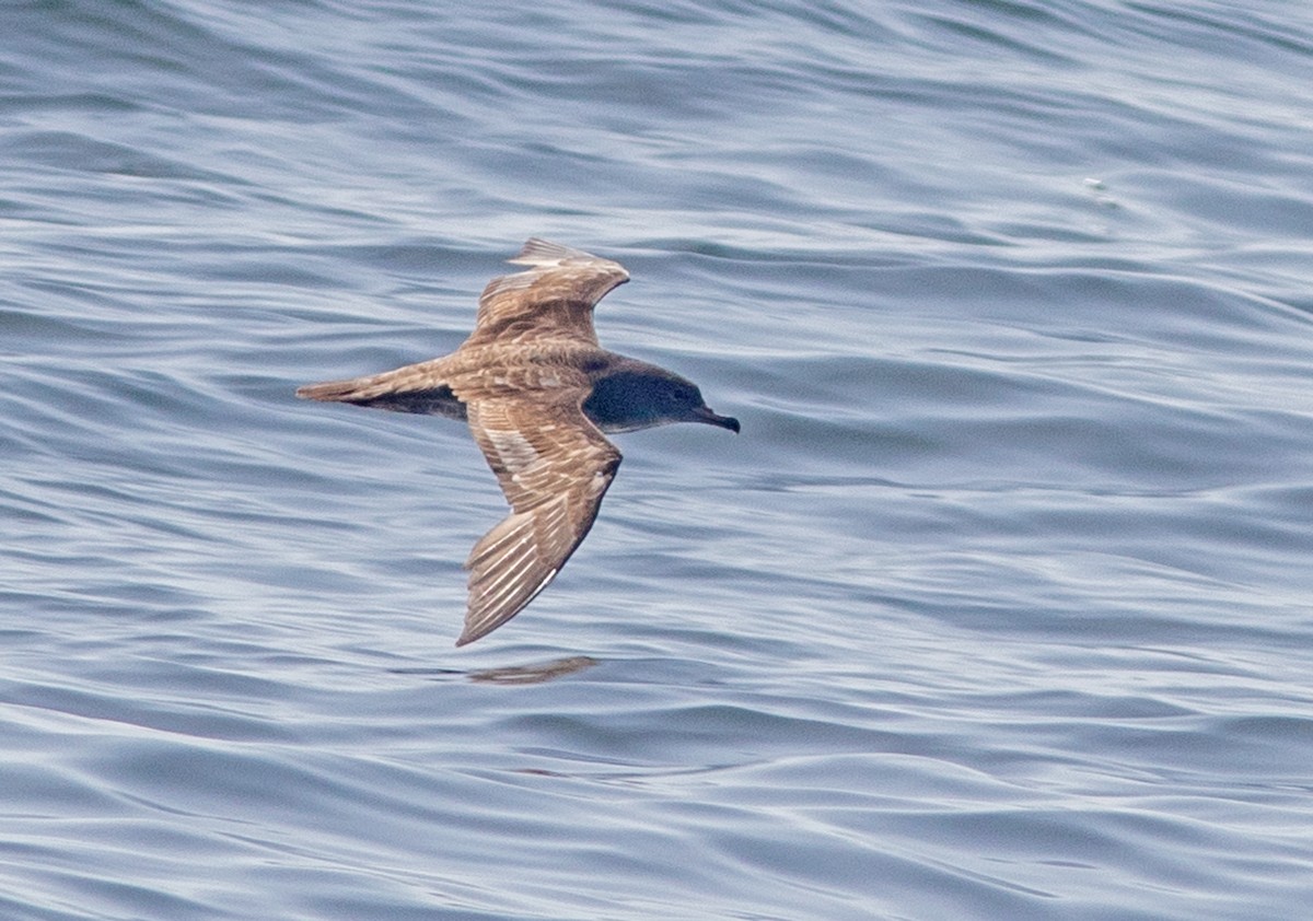 Pink-footed Shearwater - ML618926114