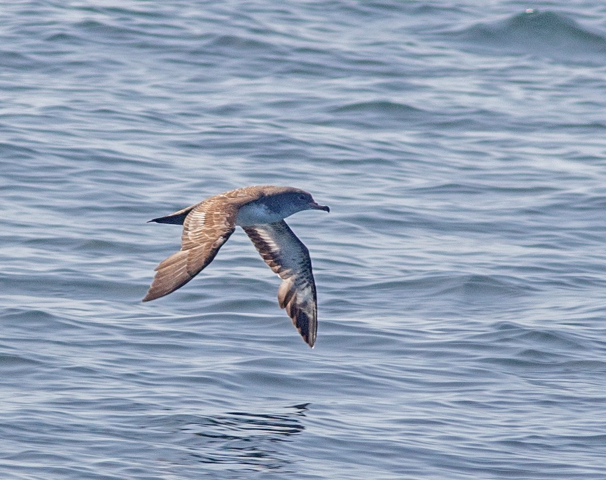 Pink-footed Shearwater - Mark and Holly Salvato