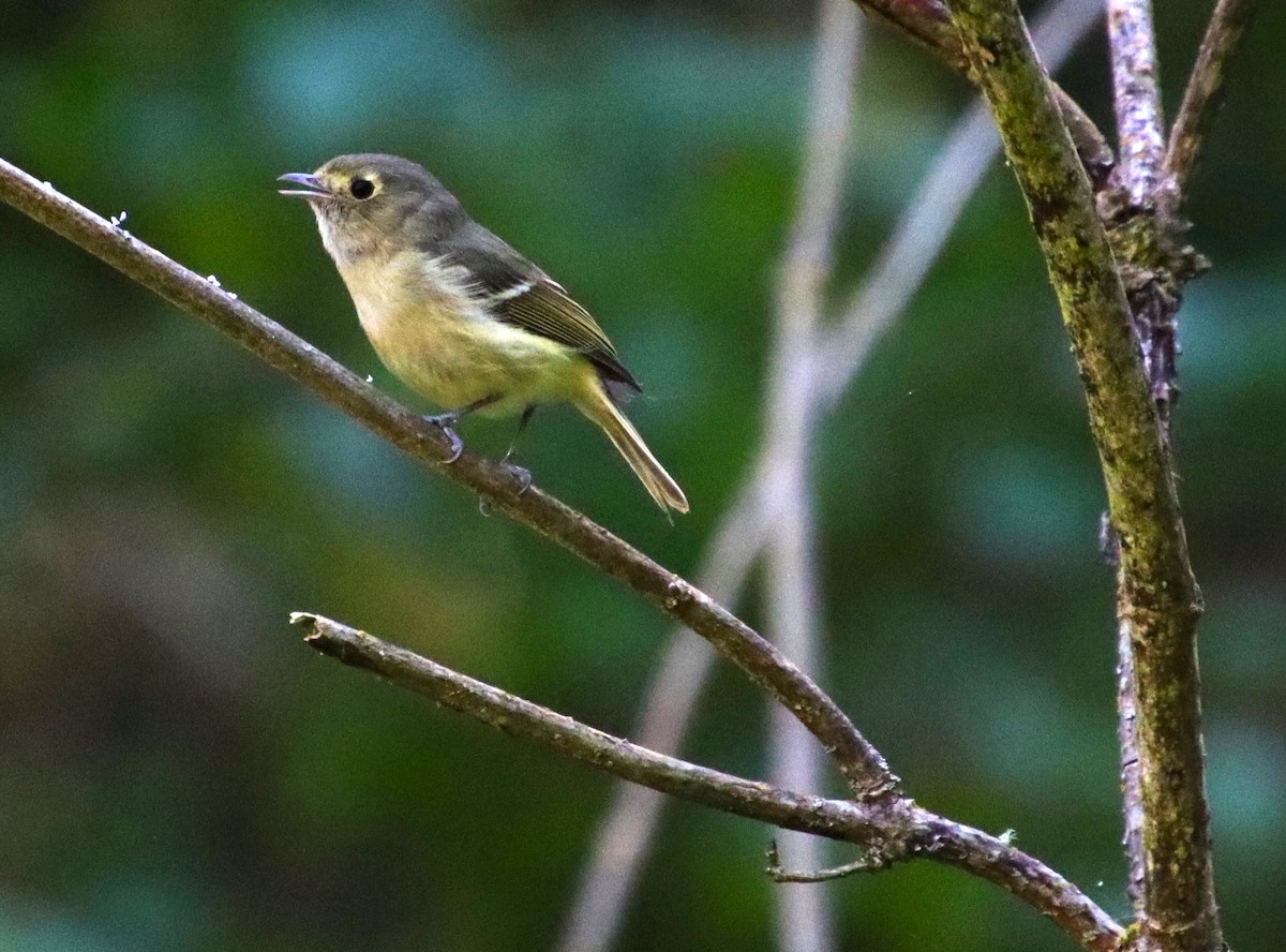 Hutton's Vireo - Dianne Murray
