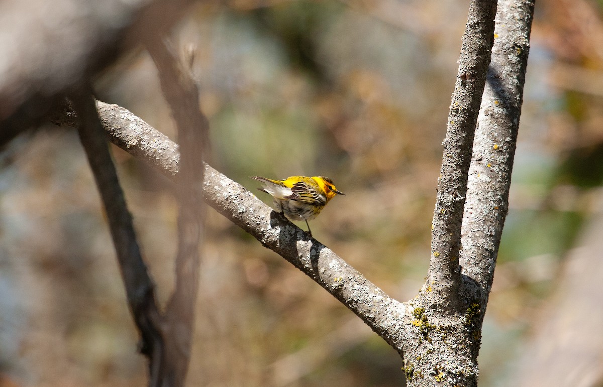 Cape May Warbler - ML618926150