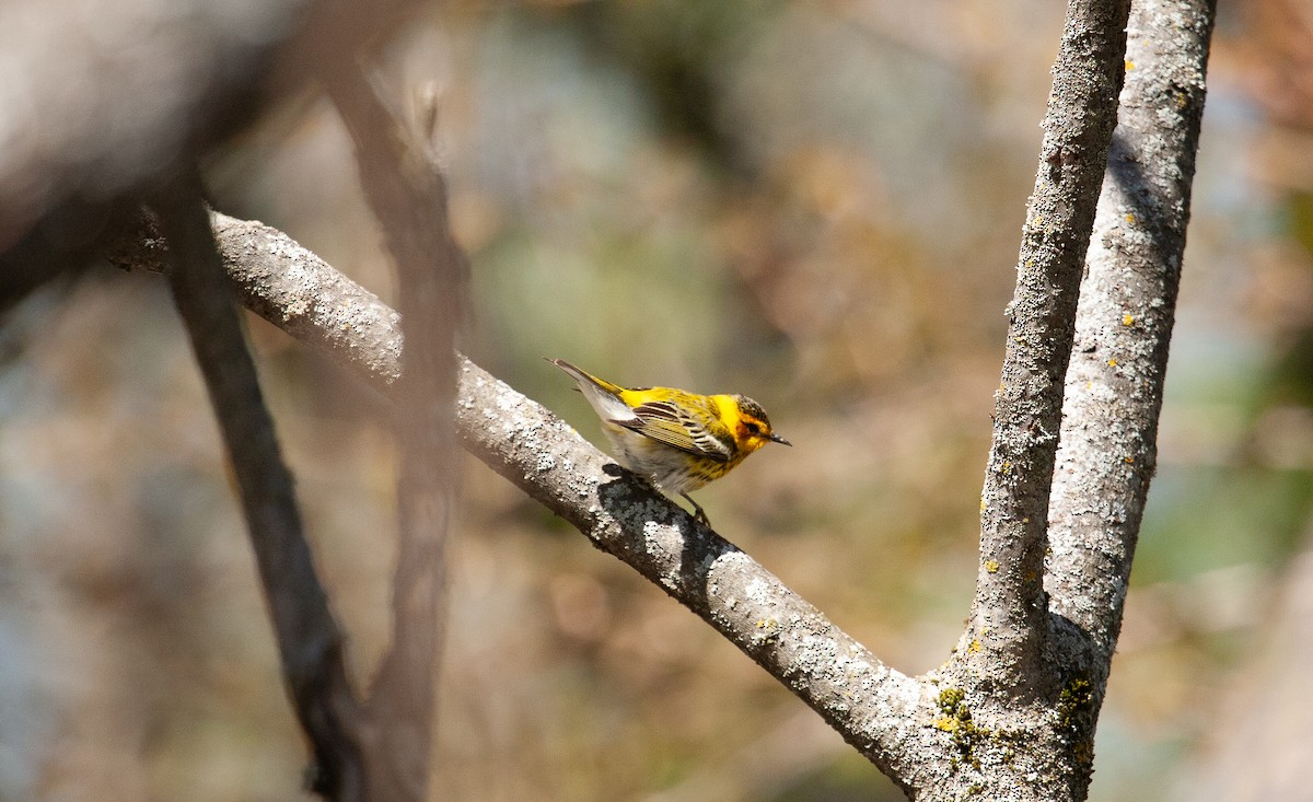 Cape May Warbler - ML618926158