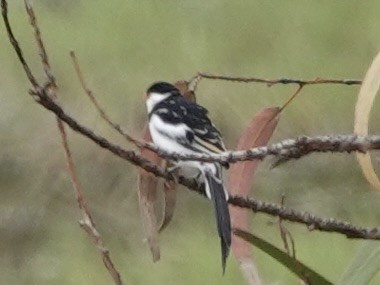 Pin-tailed Whydah - ML618926160