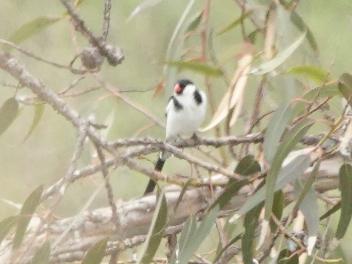 Pin-tailed Whydah - ML618926161