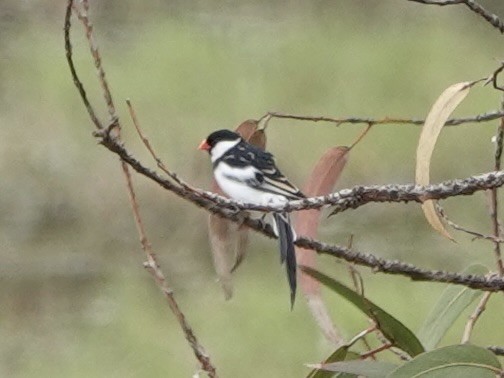 Pin-tailed Whydah - ML618926162
