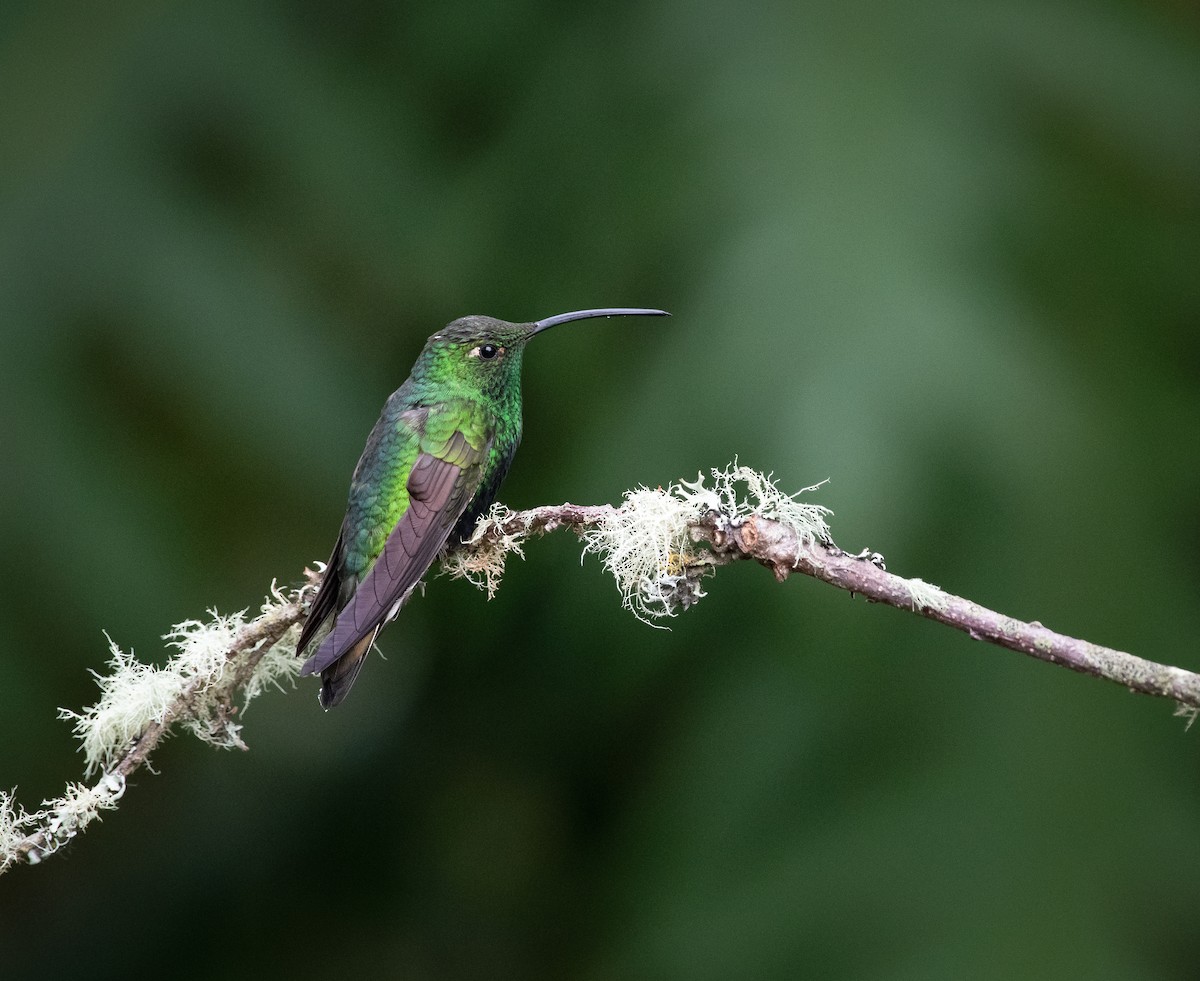 kolibřík aksamitový - ML618926174