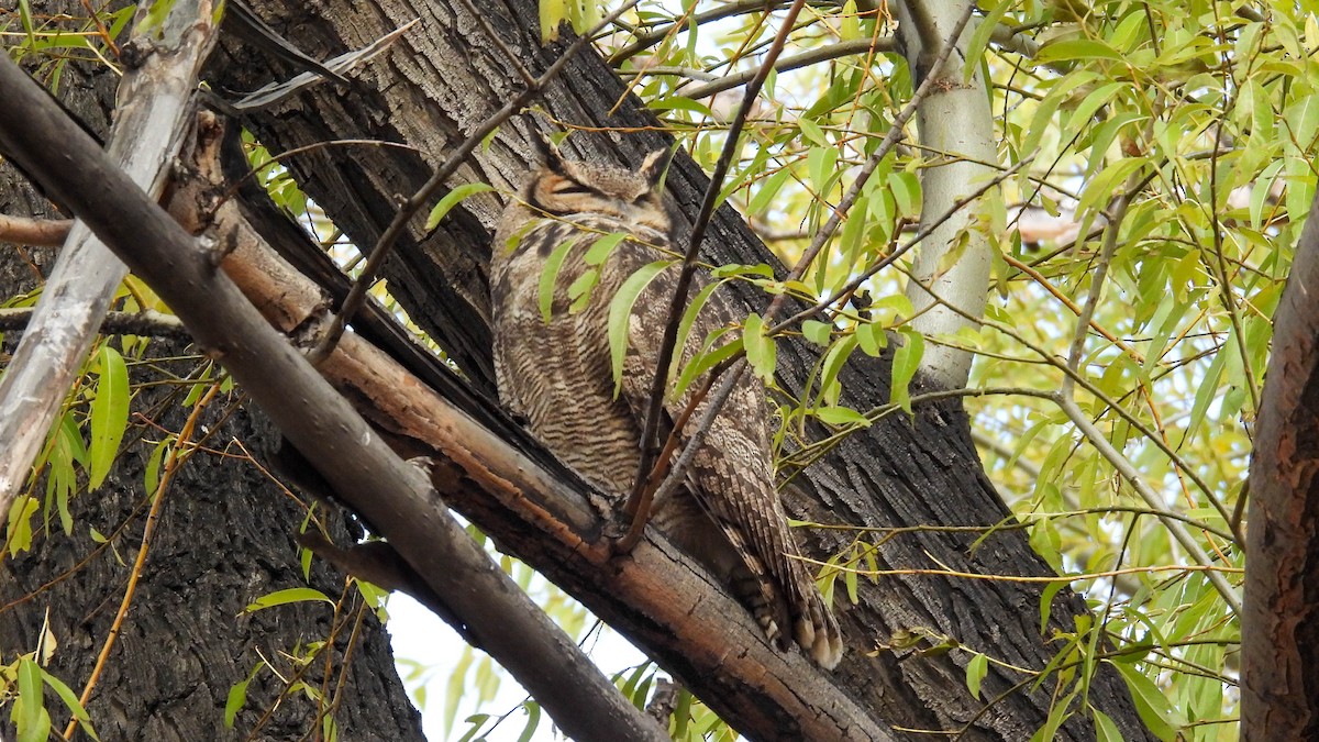 Lesser Horned Owl - ML618926205